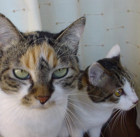 空前の猫ブーム、そのワケは？