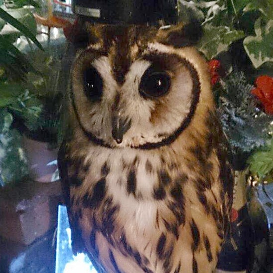 初めての猫カフェ、そしてフクロウカフェ！