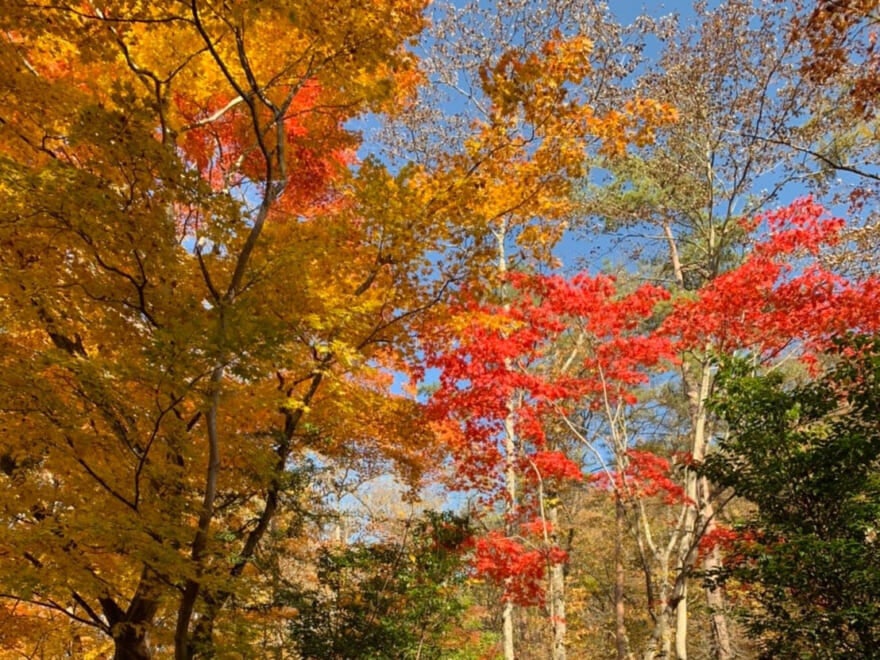 紅葉を見に３年ぶりの軽井沢へ。懐かしい気持ちに浸りながら楽しんできました！[守屋光治ブログ]