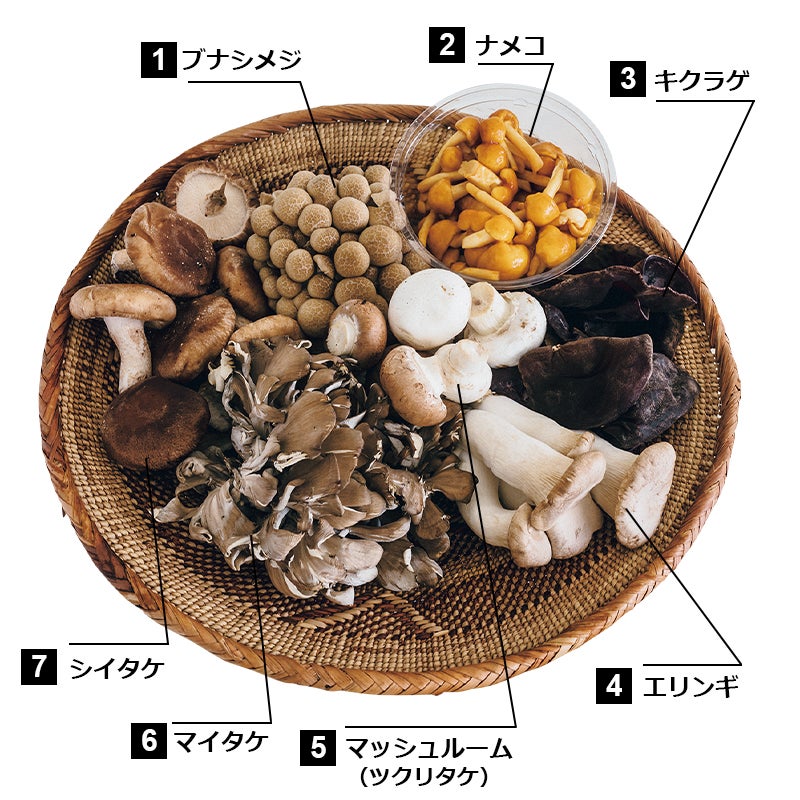 きのこ図鑑
