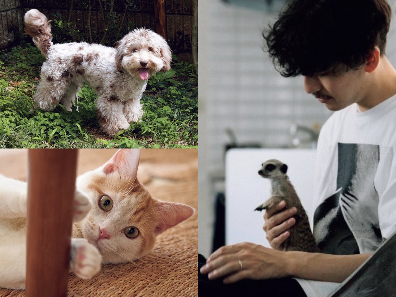 ミーアキャット、スコティッシュストレート、ミックス犬…おしゃれな人のペット大公開！