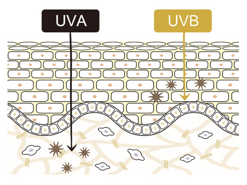 UVAとUVBを詳しく解説した図