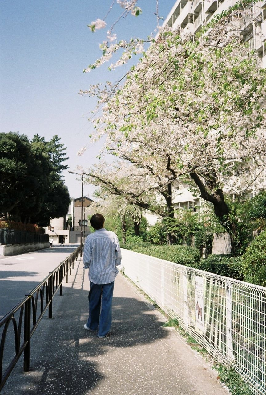花の散り始めた散った桜並木を歩く水沢林太郎