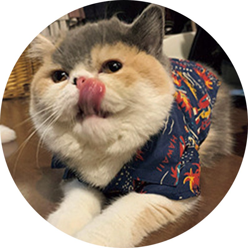 エキゾチックショートヘアのハク(♀)