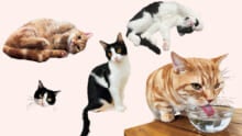 [Gallery] ［マンチカン&ミックス］芸人・森田哲矢（さらば青春の光）の愛猫の話。「あの無愛想なブクロですら、会長や専務が寄ってきたら触ってます」。【猫への扉】