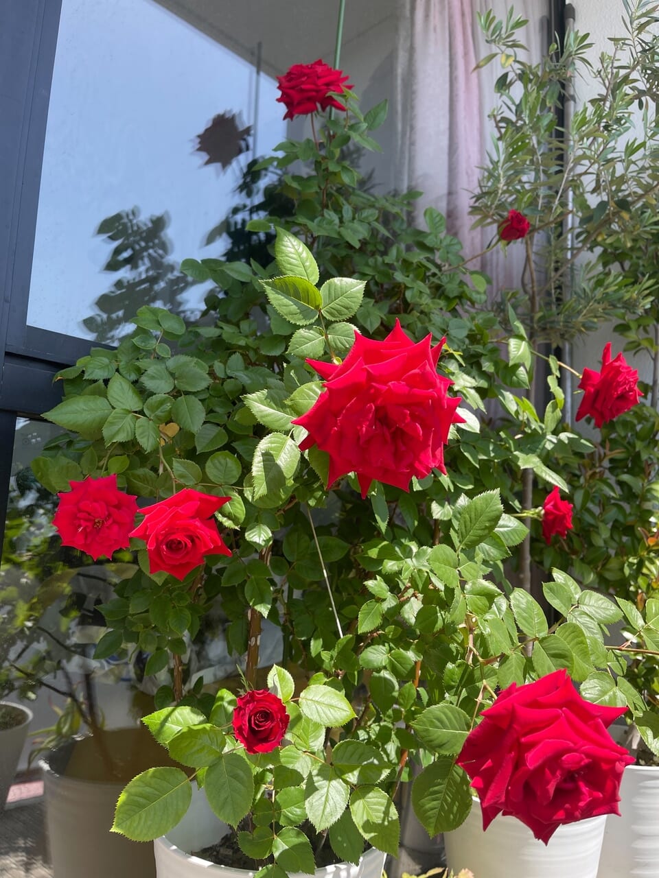 ヴィヴィアーノ・スーさんが自宅で育てている薔薇