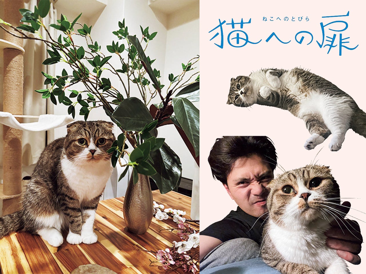 ［スコティッシュフォールド］芸人・阪本（マユリカ）の愛猫の話。「ウニは息子のにおいを嗅ぎに来ても、ベビーベッドには絶対入らない」。【猫への扉】