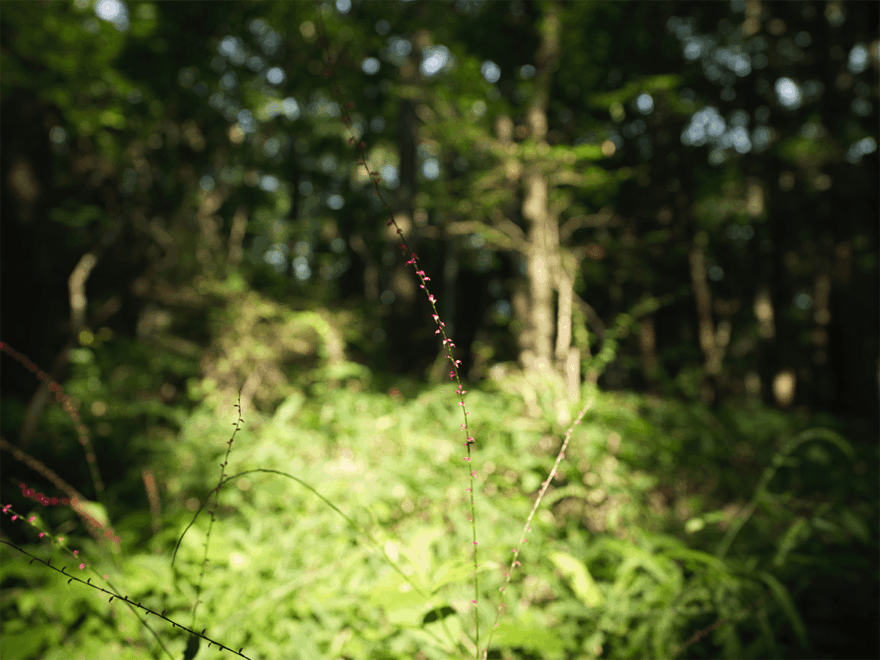 中島裕翔撮影 Title:森のアクセサリー
