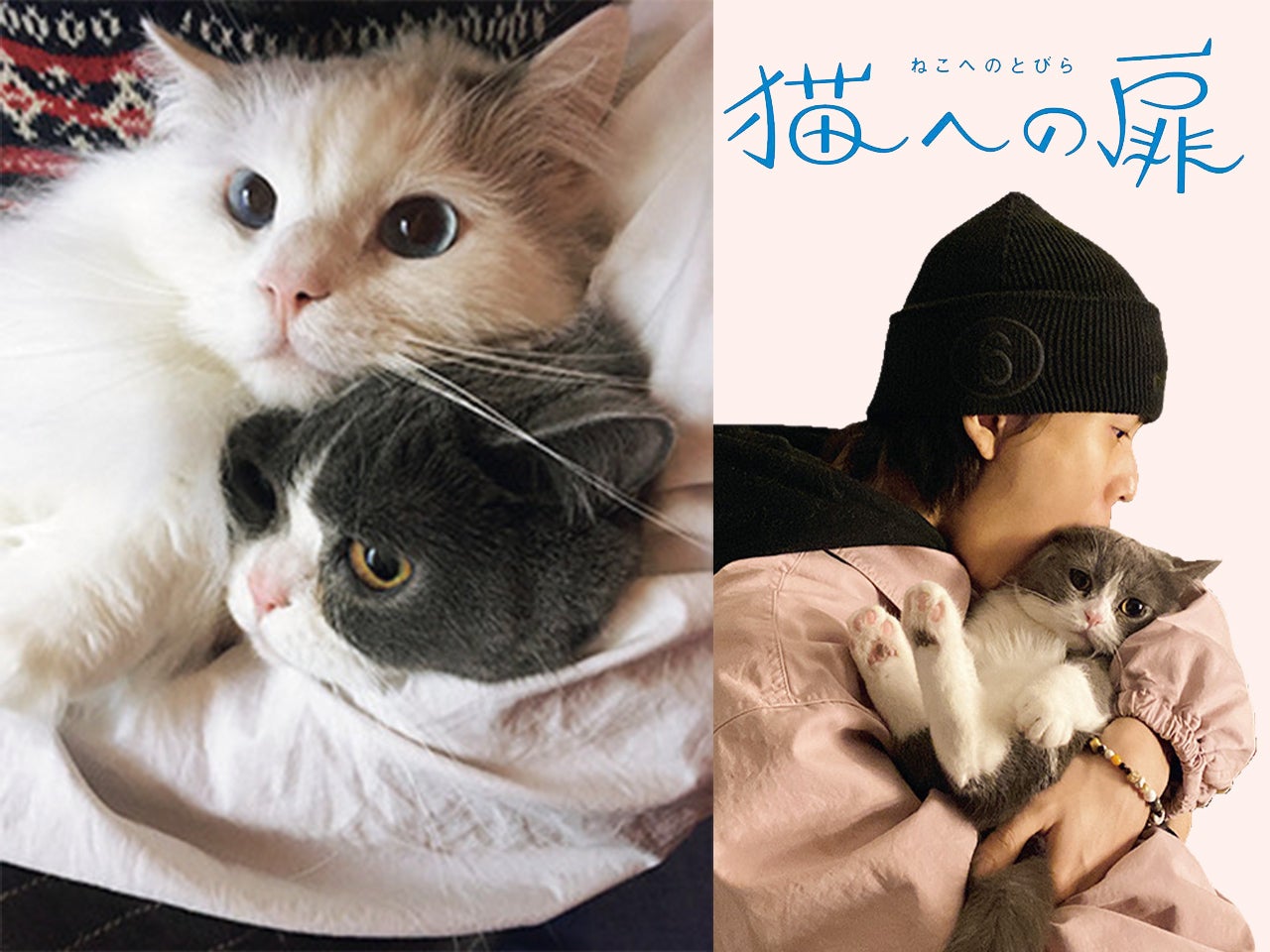 ［ラグドール&ブリティッシュショートヘア］モデル、俳優のソン・ホジュンの愛猫の話。「友達であり癒しで、目に入れても痛くないくらいかわいい存在」【猫への扉】