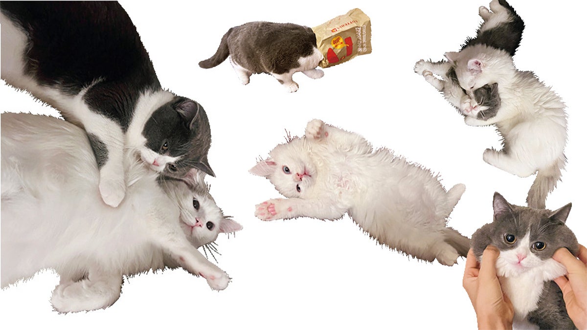 ラグドールのソウル（♂）とブリティッシュショートヘアのメイト（♂）　１