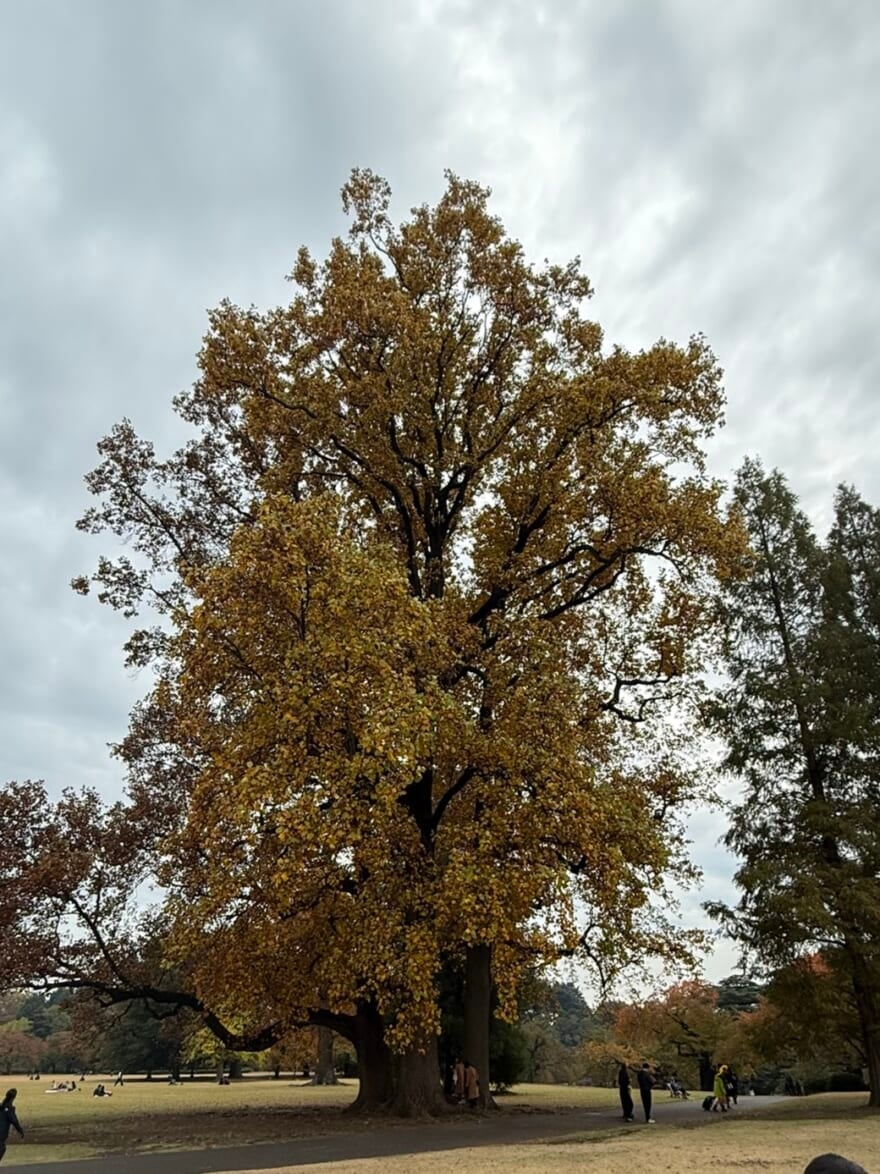 イチョウの木