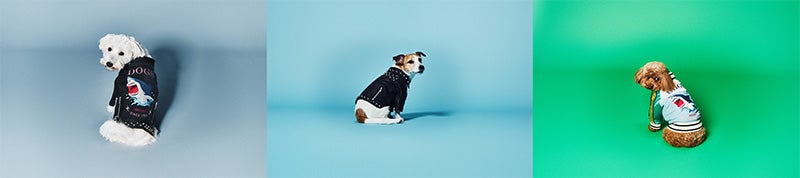 「サメジャン」と「ヌマジャン」を着用した犬