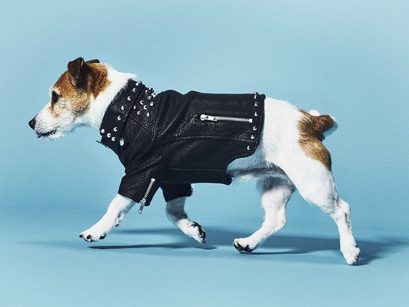 廃棄されるサメの革を利用してできた「サメジャン」を着用する犬4