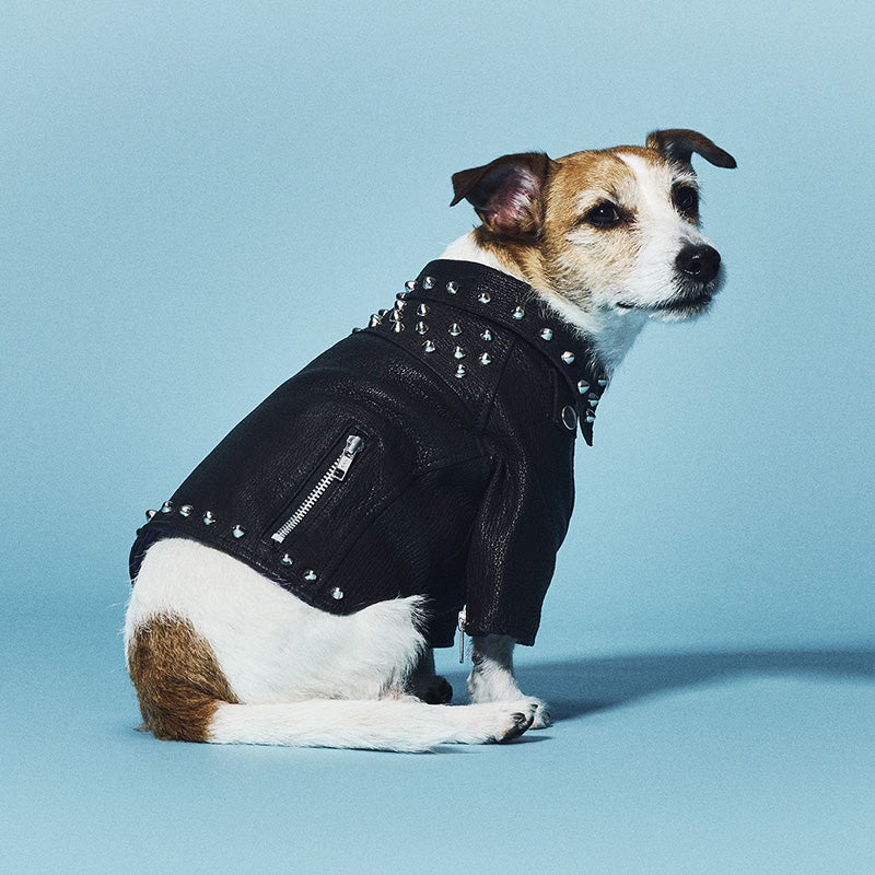 廃棄されるサメの革を利用してできた「サメジャン」を着用する犬3