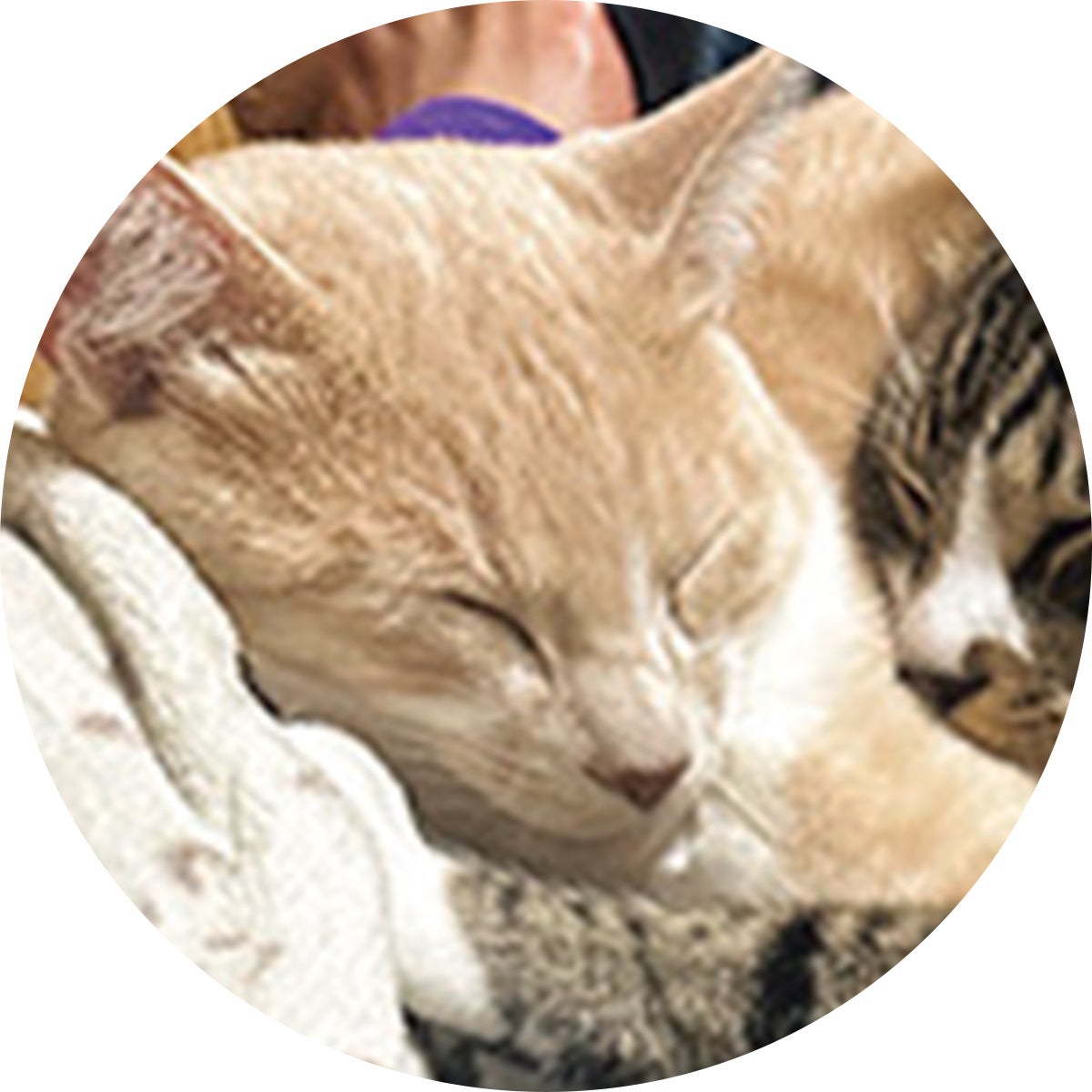 ミックスのたい(♂)