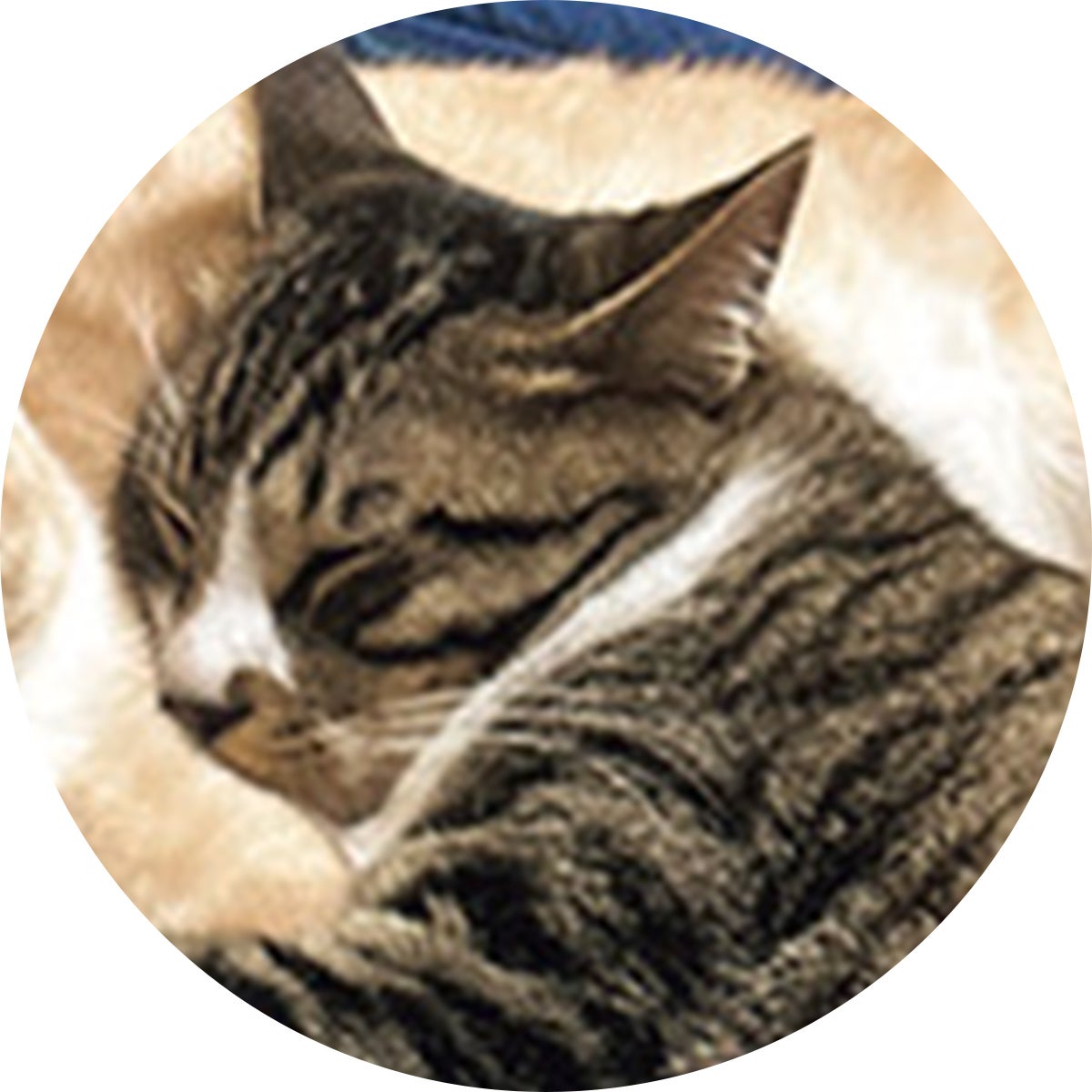 ミックスのふぐ(♂)