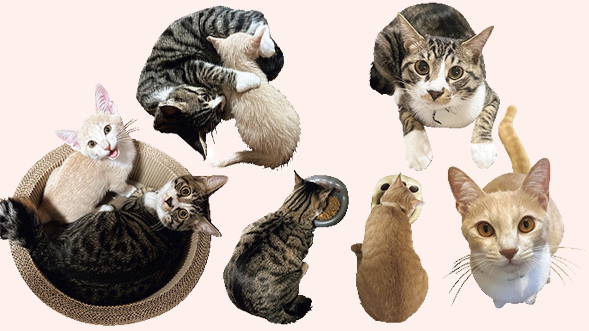 ミックスのふぐ(♂)とミックスのたい(♂) 2