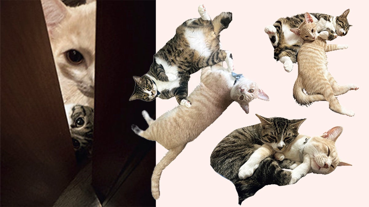 ミックスのふぐ(♂)とミックスのたい(♂) 3