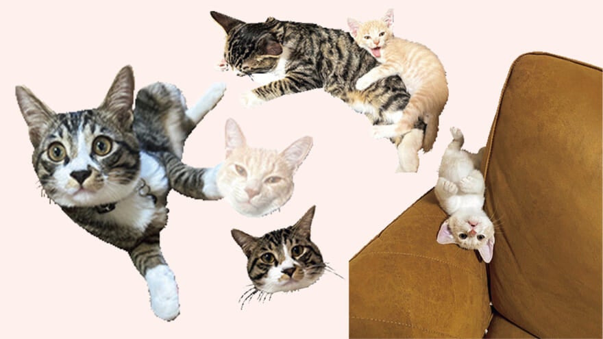 ミックスのふぐ（♂）とミックスのたい（♂）　4