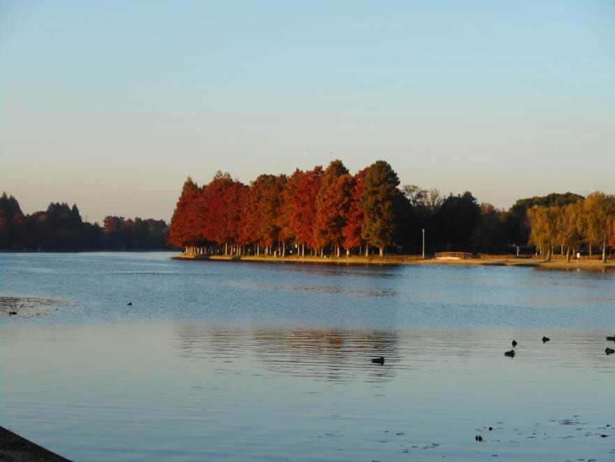 水元公園の景色。奥に赤く紅葉した木が写っている。