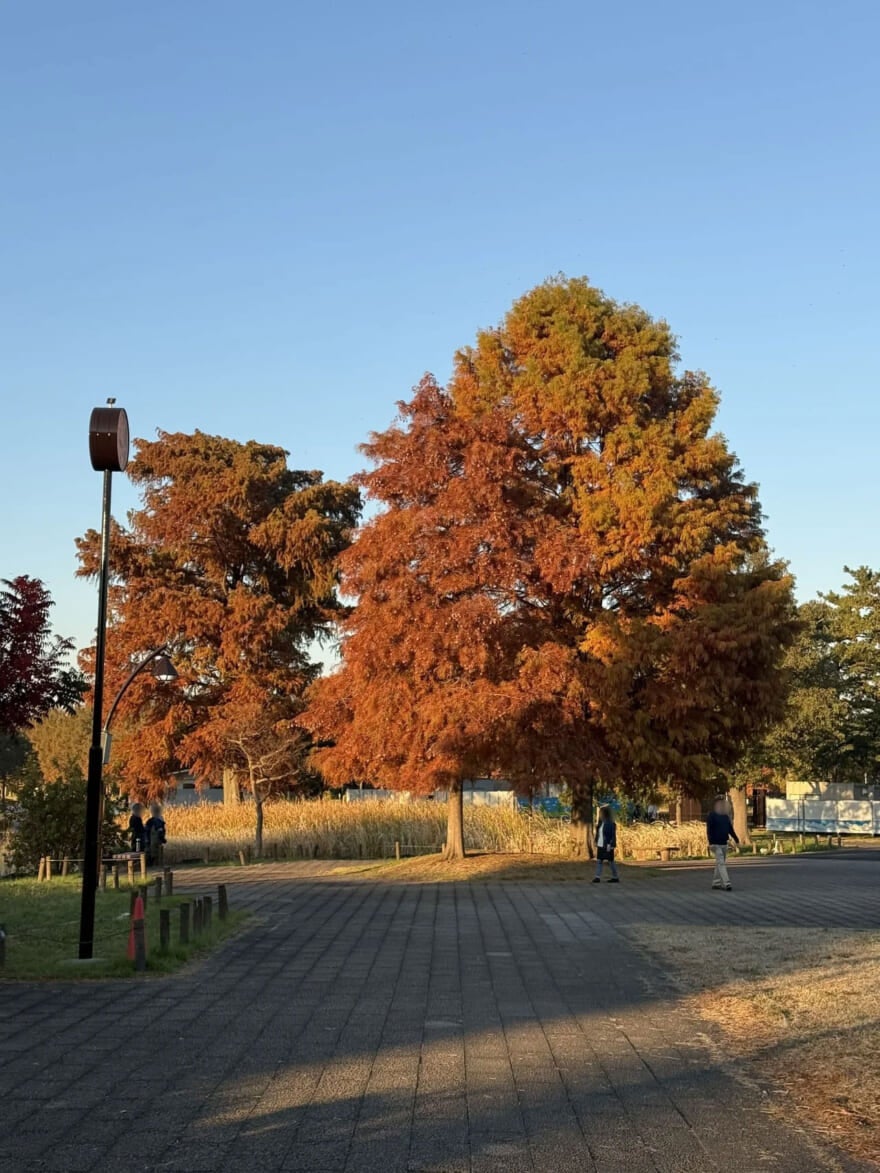 紅葉している木