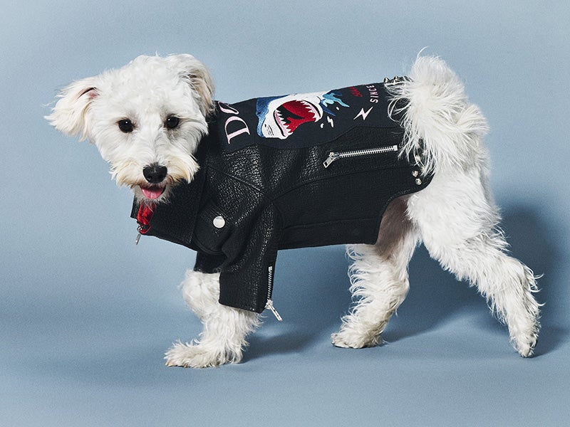 廃棄されるサメの革を利用してできた「サメジャン」を着用する犬2