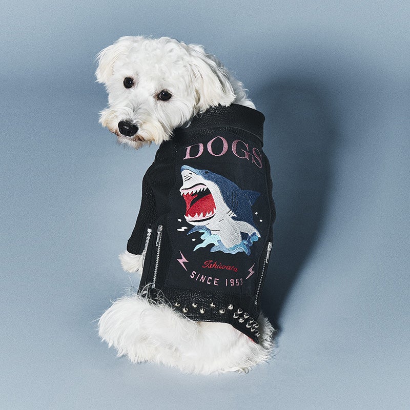 廃棄されるサメの革を利用してできた「サメジャン」を着用する犬1