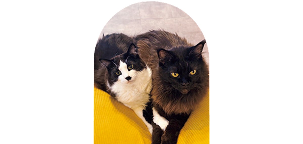 メインクーンのこぐまとミックスのヤミー 4