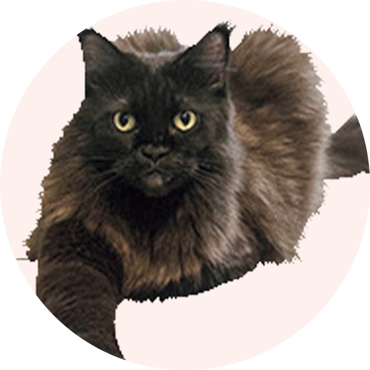 メインクーンのこぐま