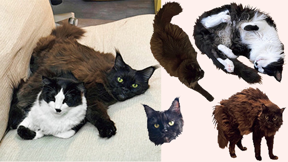 メインクーンのこぐまとミックスのヤミー 1