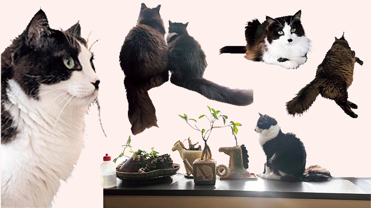 メインクーンのこぐまとミックスのヤミー 2