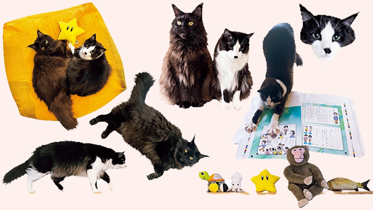 メインクーンのこぐまとミックスのヤミー 3