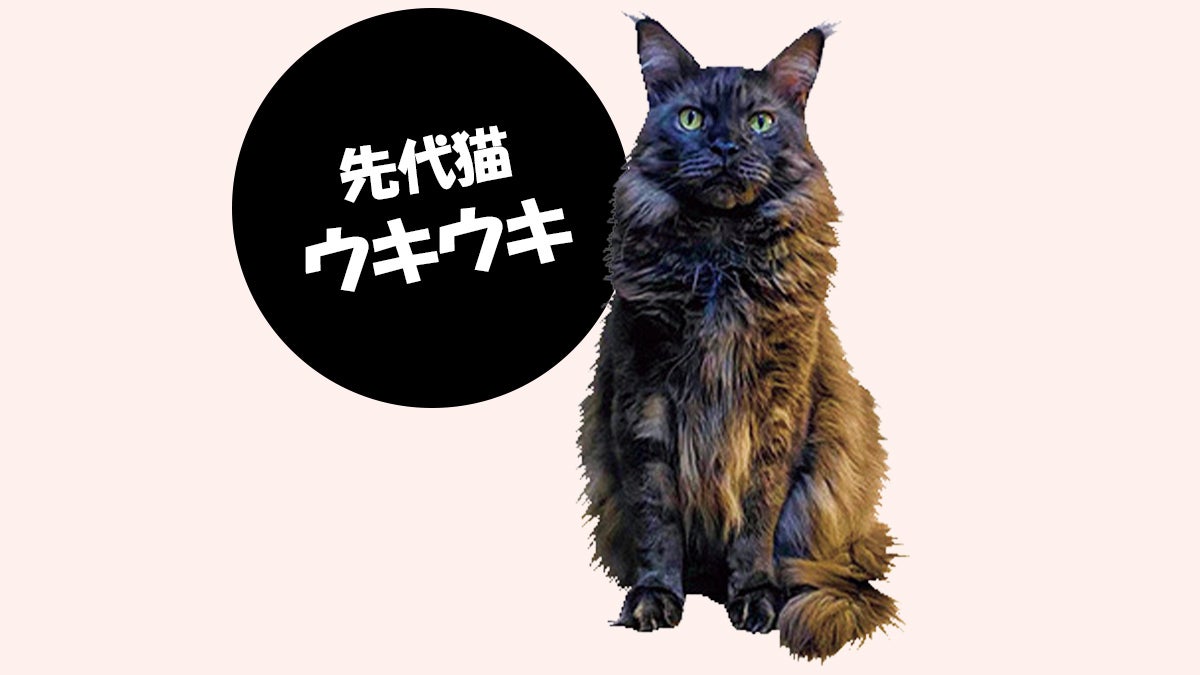 先代猫のウキウキ