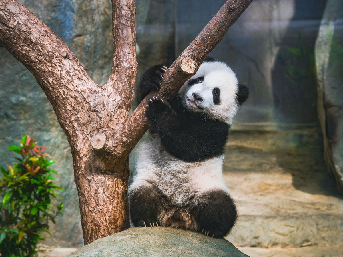 香港オーシャンパークで生まれた双子のパンダ
