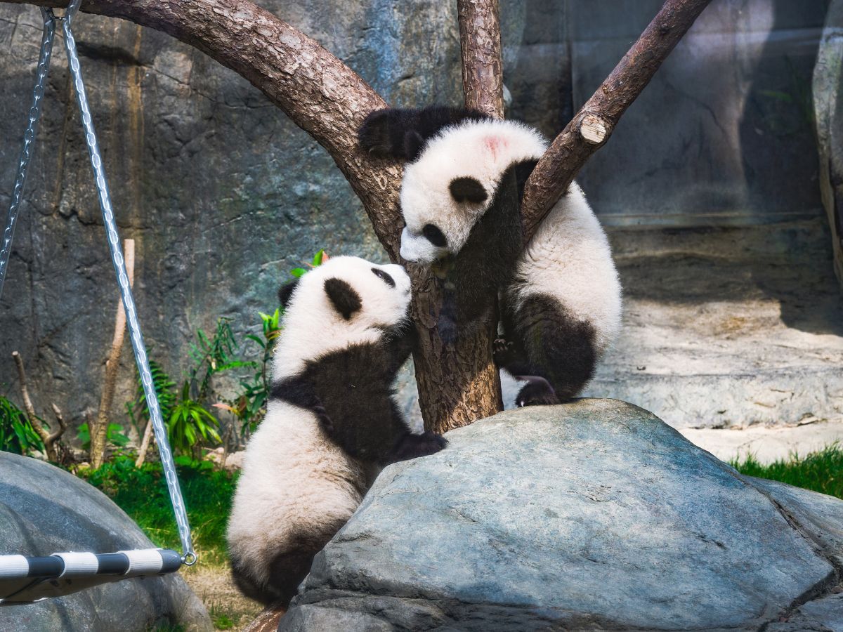 香港オーシャンパークで生まれた双子のパンダ