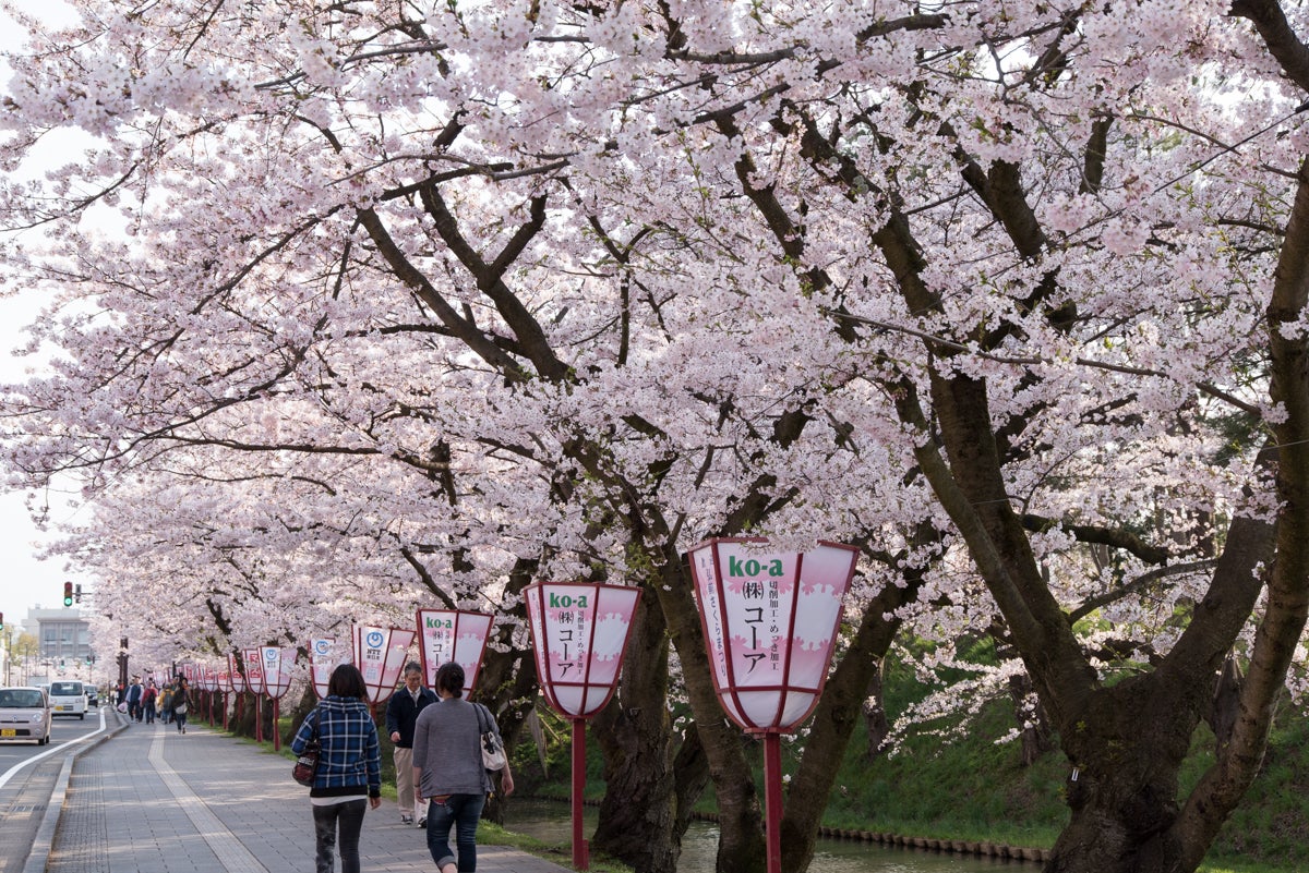 青森県弘前市 弘前さくらまつりの様子
