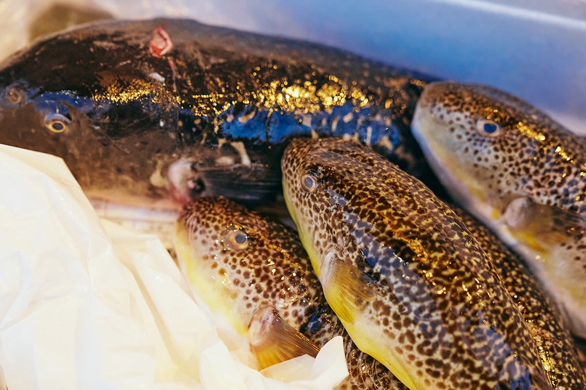 品川で朝獲れの鮮魚