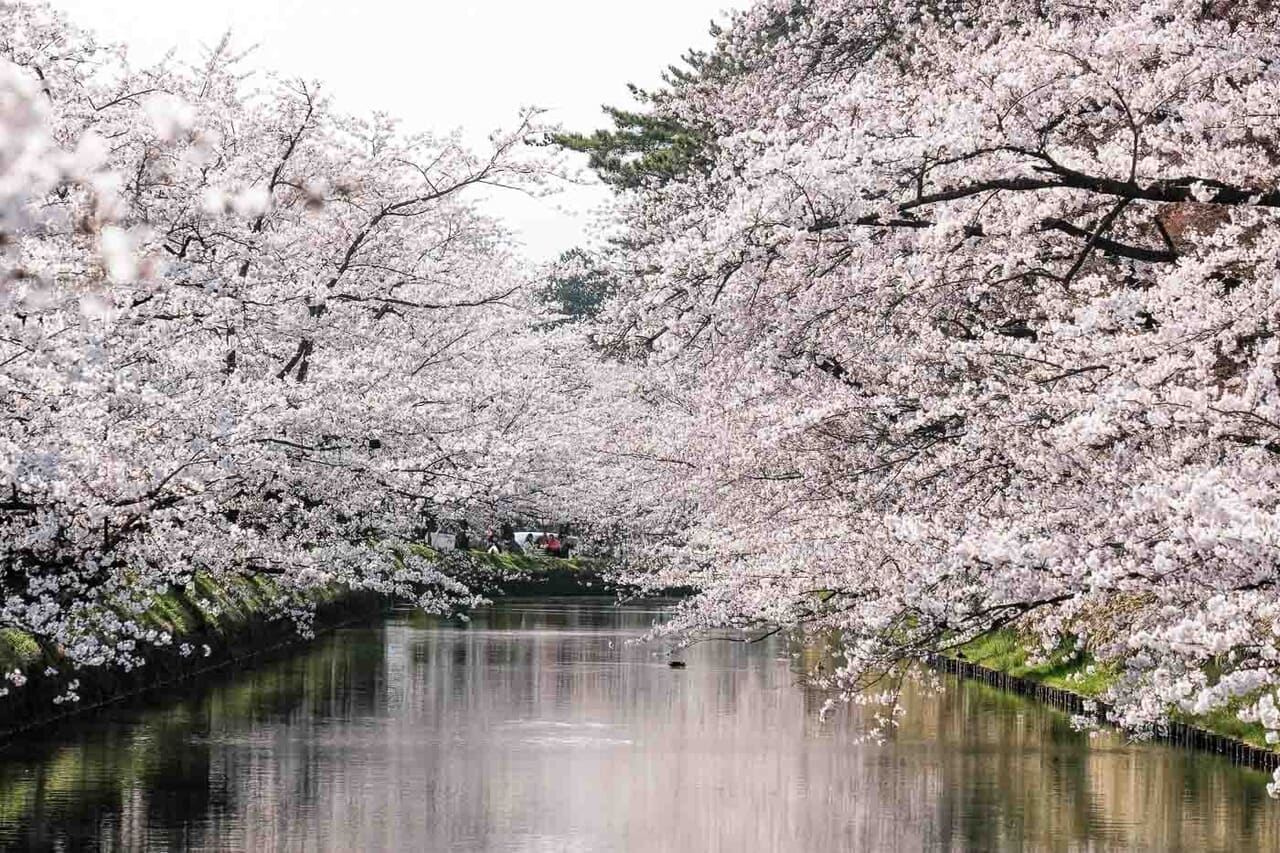 青森県弘前市さくらまつりの様子