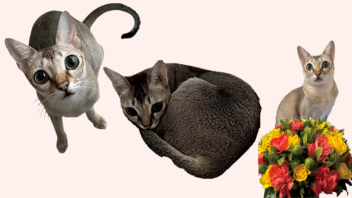 シンガプーラのイト　１