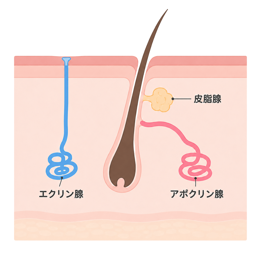 汗腺のイメージ図