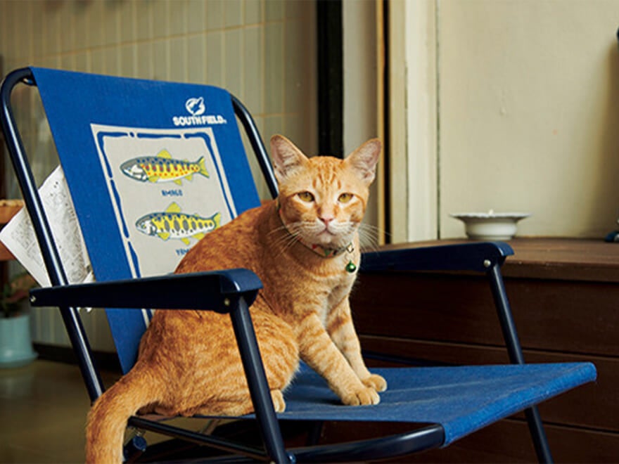 Leekの猫