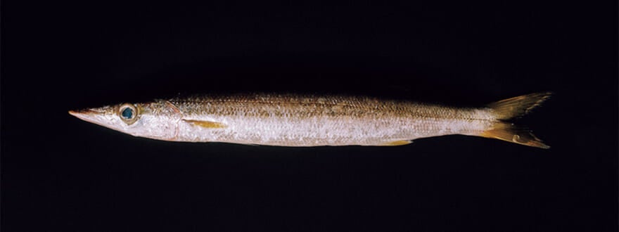 カマス