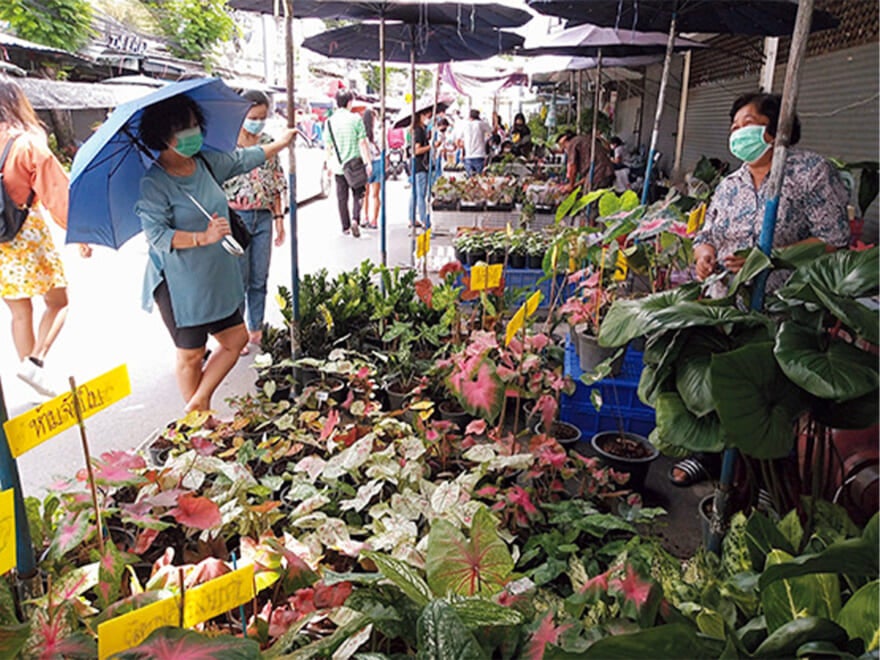チャトゥチャック植木市場 