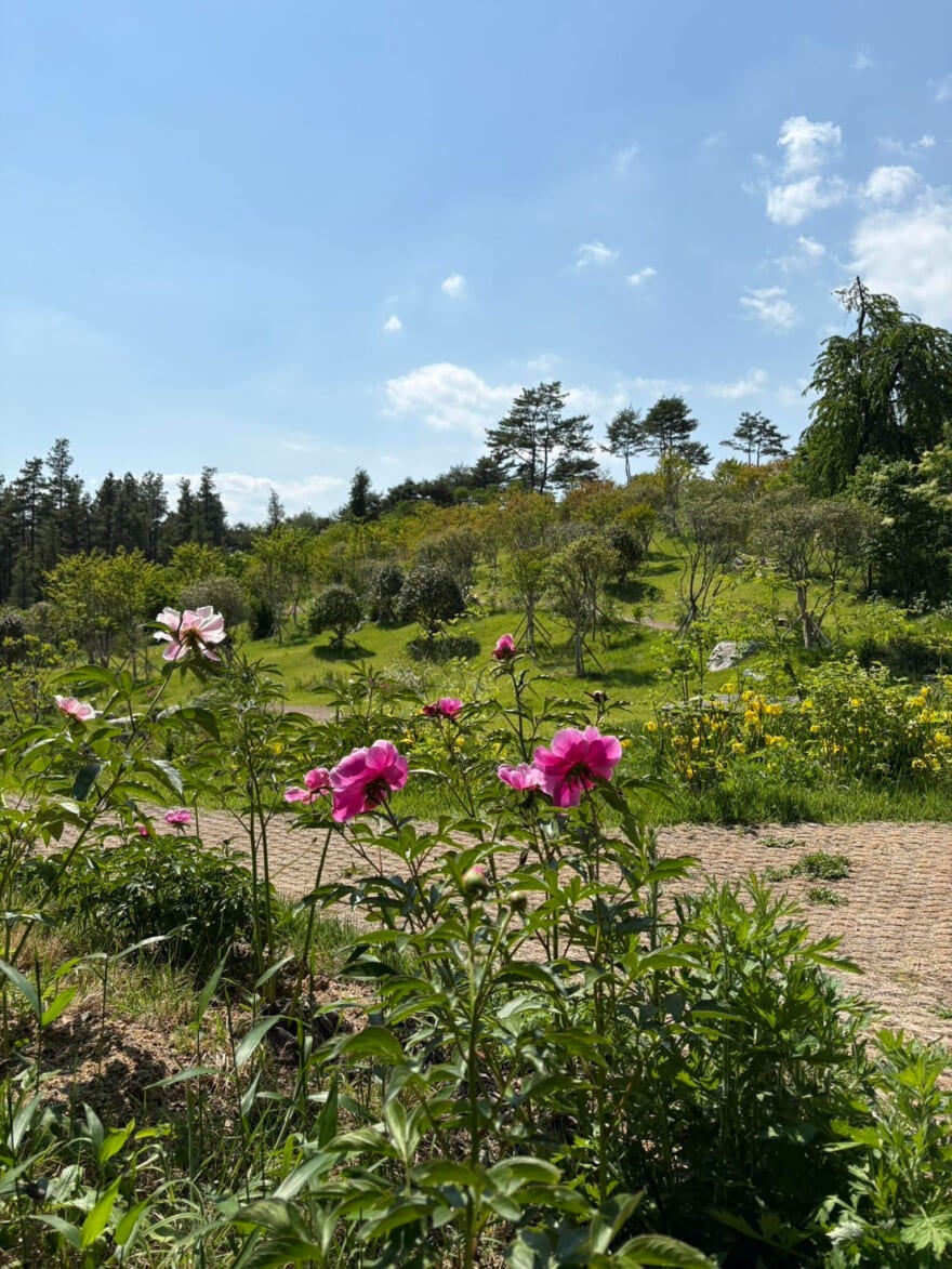 ソユウォンの風景。花が咲いている