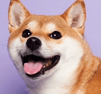 柴犬、チェリー