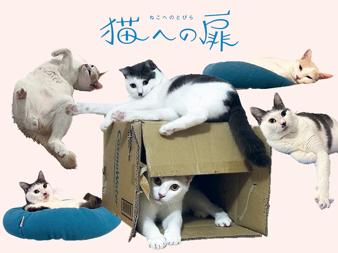 ［ミックス］お笑い芸人・サンシャイン池崎の愛猫の話。「性格は正反対。でも、どっちもウソがないのが愛おしい」。【猫への扉】