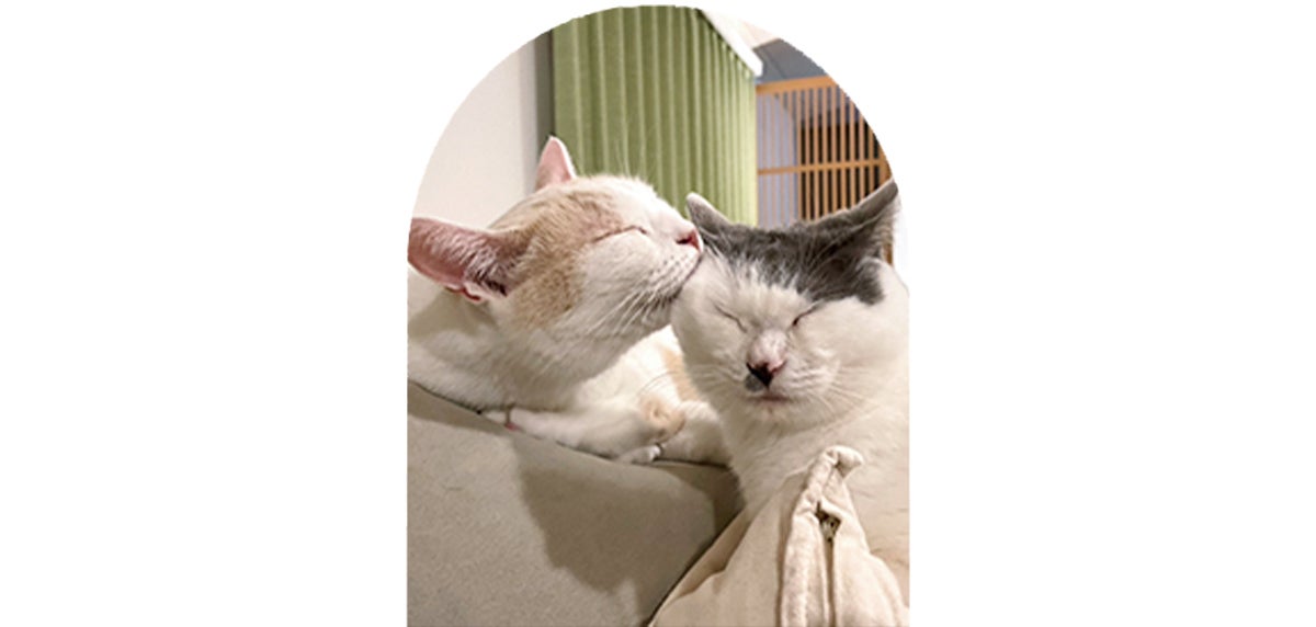 サンシャイン池崎の愛猫、風神と雷神 4