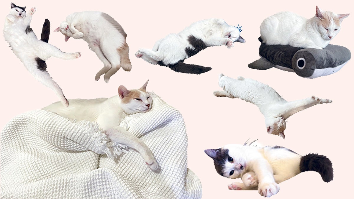 サンシャイン池崎の愛猫、風神と雷神 2